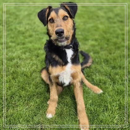 Alistar, a Adoptable mixed breed in Woodstock, IL image 1/6