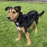 Alistar, a Adoptable mixed breed in Woodstock, IL image 2/6