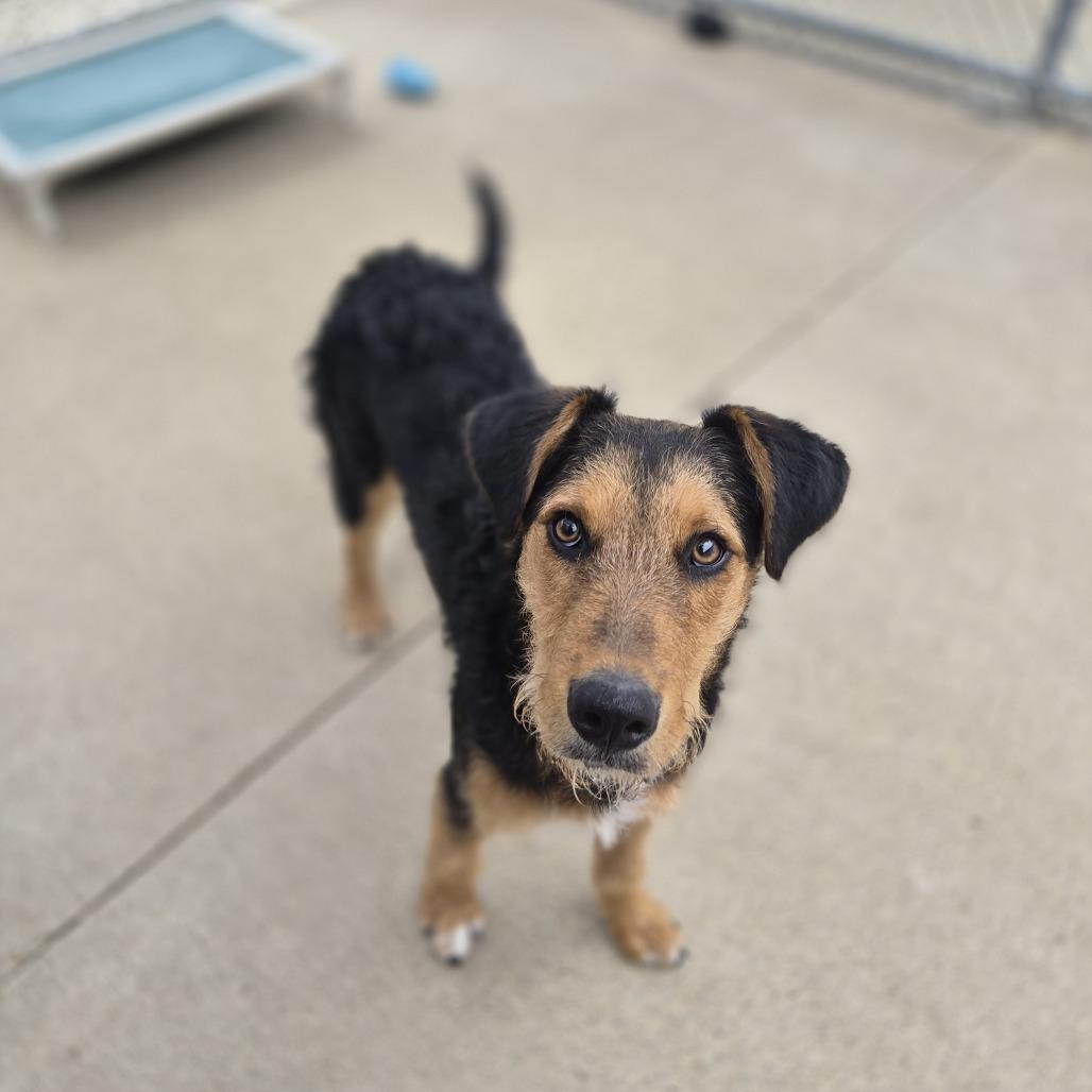 Alistar, a Adoptable mixed breed in Woodstock, IL image 3/6