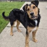 Alistar, a Adoptable mixed breed in Woodstock, IL image 4/6