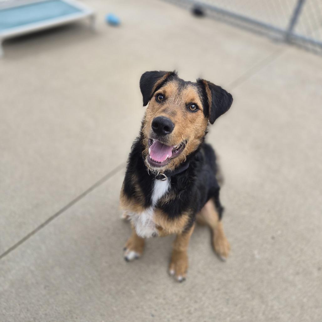 Alistar, a Adoptable mixed breed in Woodstock, IL image 5/6