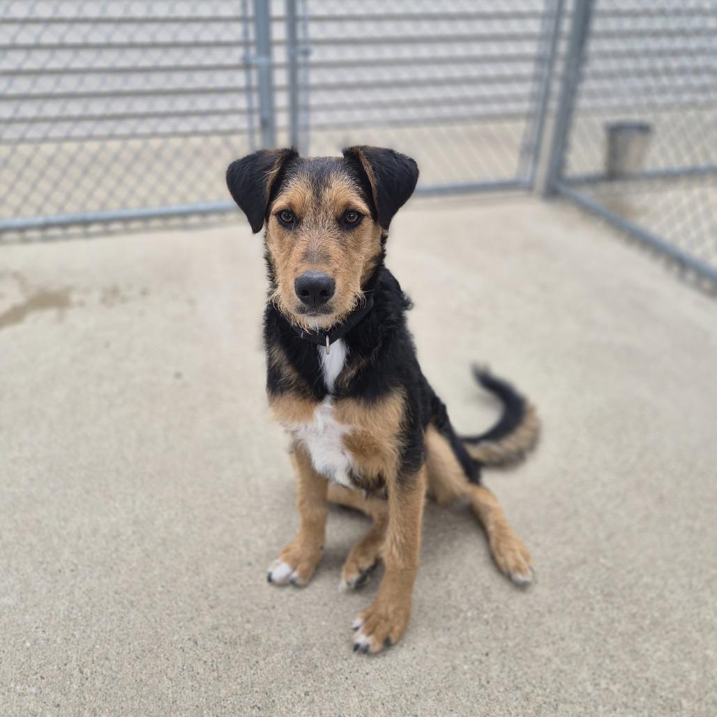Alistar, a Adoptable mixed breed in Woodstock, IL image 6/6