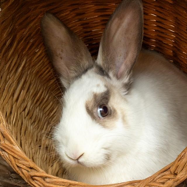 GUMBO, Adoptable, Young Male Bunny Rabbit.