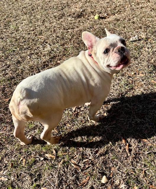 TINA, a Adopted French Bulldog in Port Elizabeth, NJ image 3/3