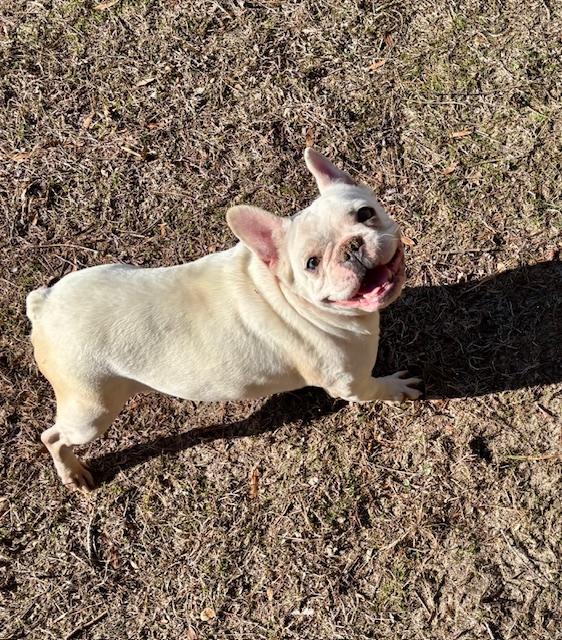 TINA, a Adopted French Bulldog in Port Elizabeth, NJ image 2/3