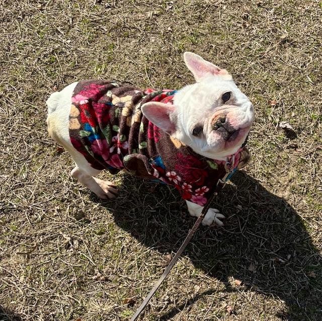 TINA, a Adopted French Bulldog in Port Elizabeth, NJ image 1/3