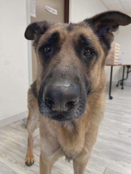 Enlarge Gohan, a Adoptable mixed breed in South Bend, IN image 2/3