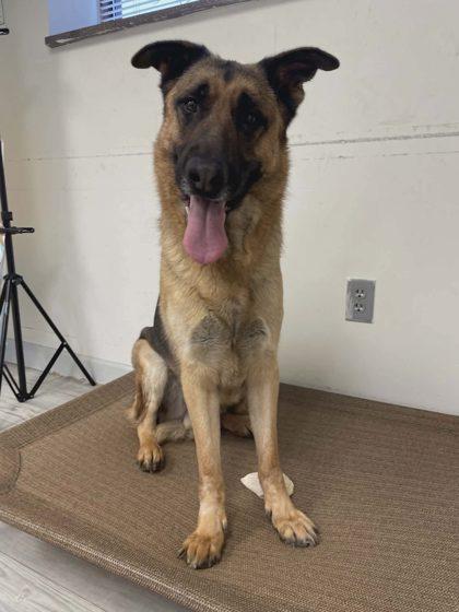 Enlarge Gohan, a Adoptable mixed breed in South Bend, IN image 3/3