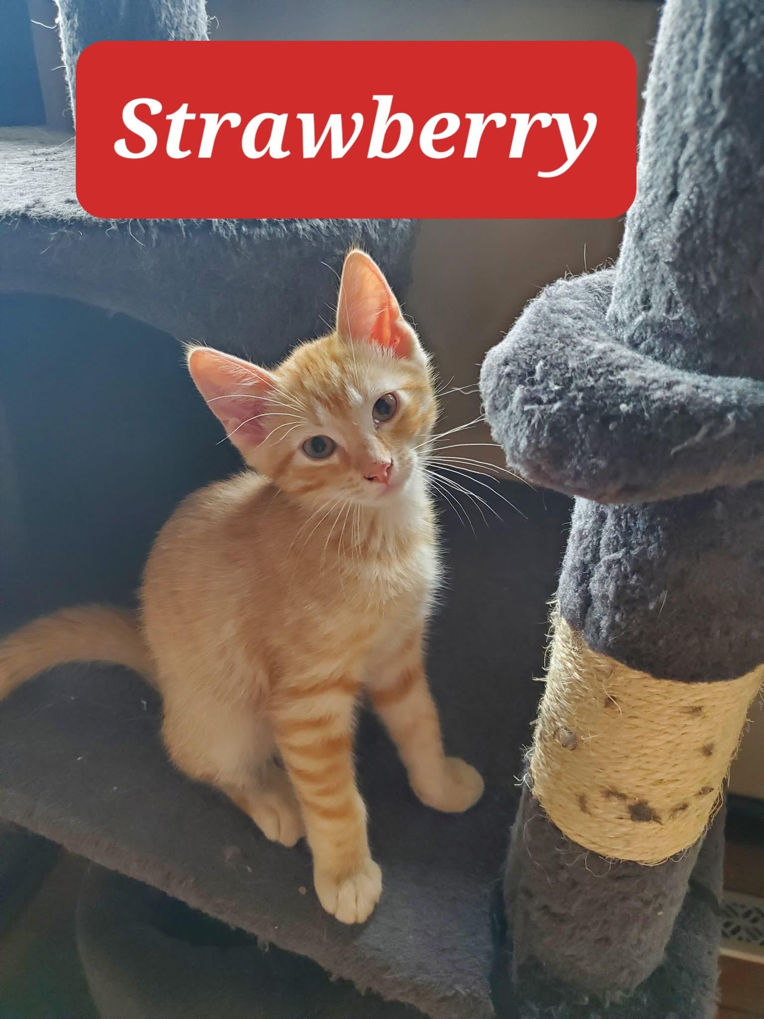 Strawberry