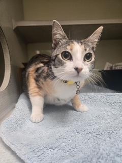 Enlarge Daisy Bell, a ADOPTABLE Calico in Huntington Beach, CA image 2/3