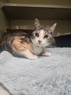 Daisy Bell, ADOPTABLE, Young Female Calico.