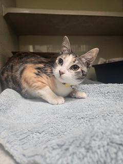 Enlarge Daisy Bell, a ADOPTABLE Calico in Huntington Beach, CA image 3/3