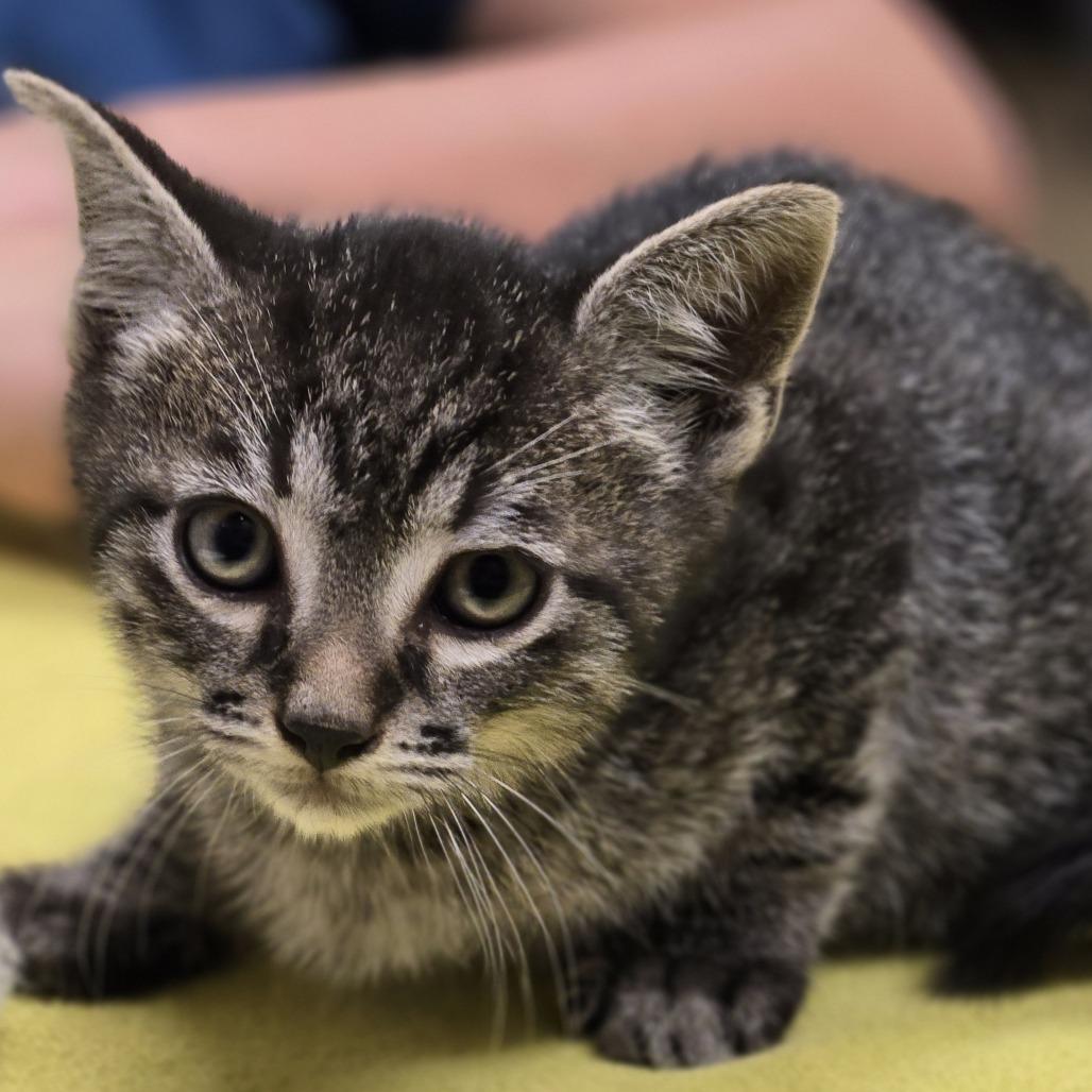 Linguine, Adoptable, Kitten Male Domestic Short Hair.