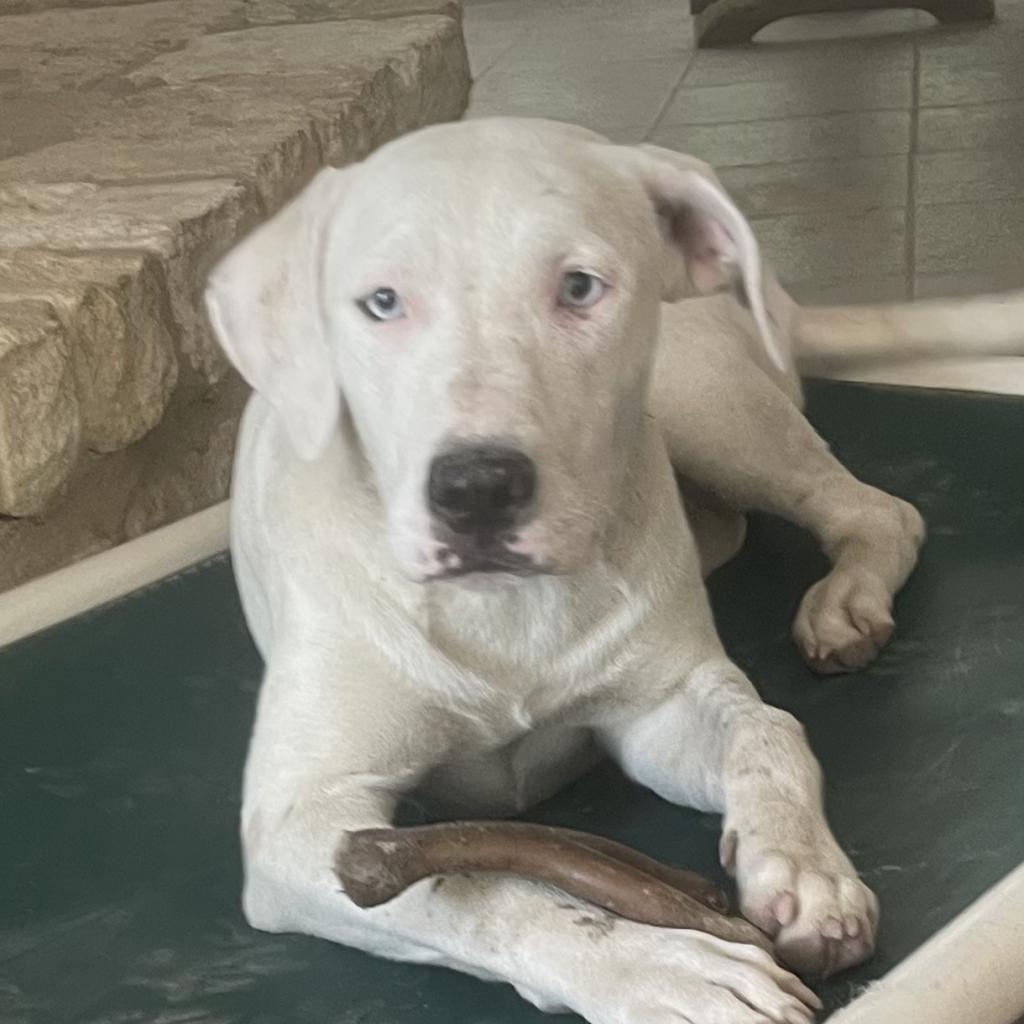 Orla, Adoptable, Adult Female Mixed Breed & Labrador Retriever.