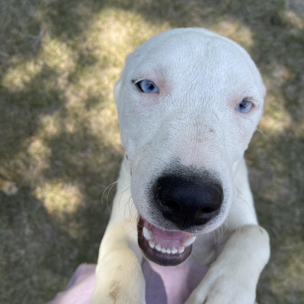 Orla, a Adoptable mixed breed in Dallas, TX image 2/4