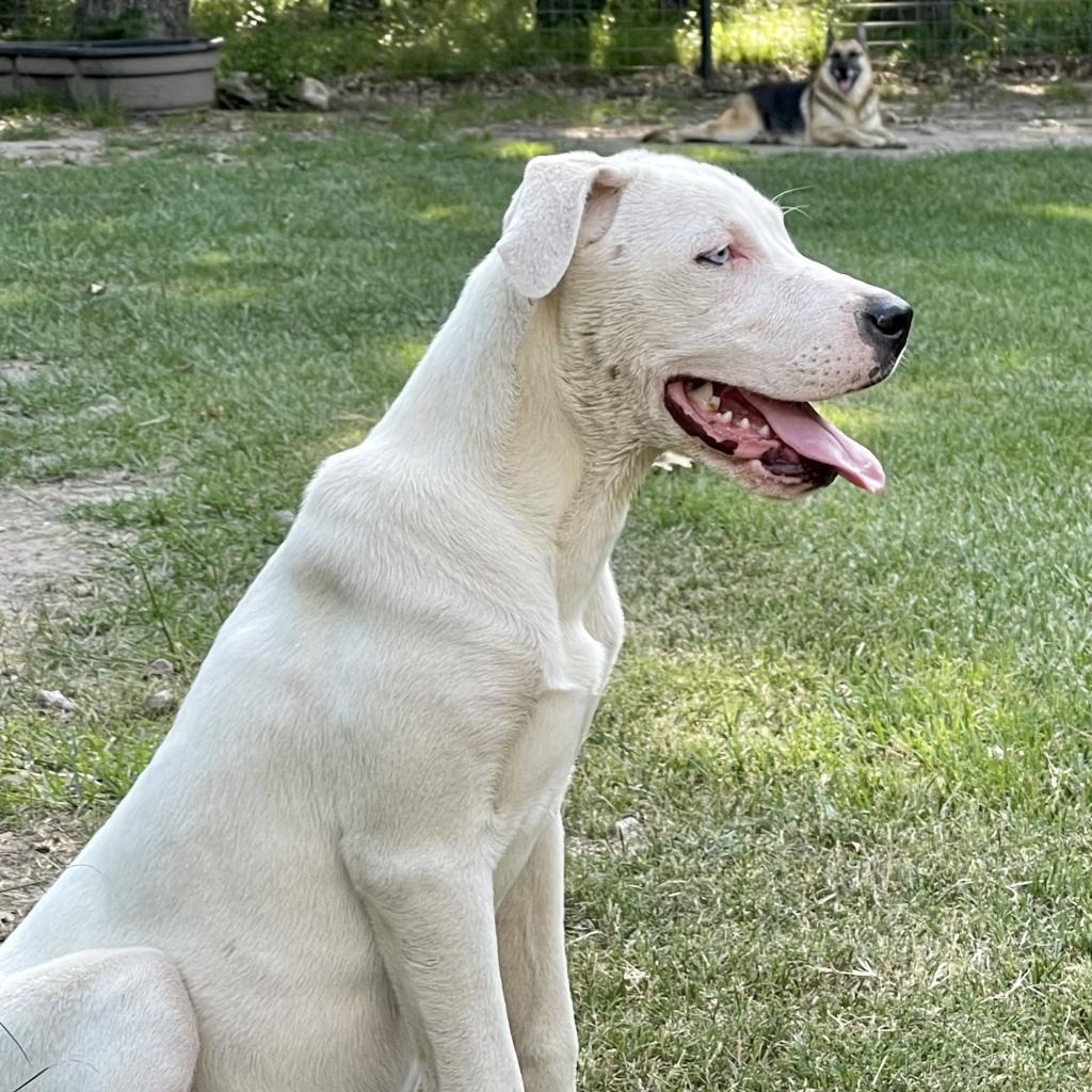 Orla, a Adoptable mixed breed in Dallas, TX image 3/4