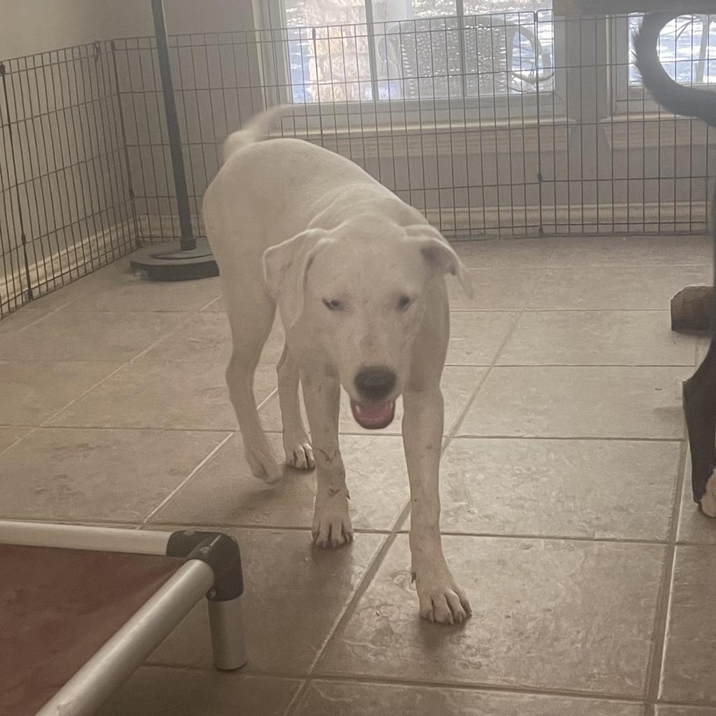 Orla, a Adoptable mixed breed in Dallas, TX image 4/4