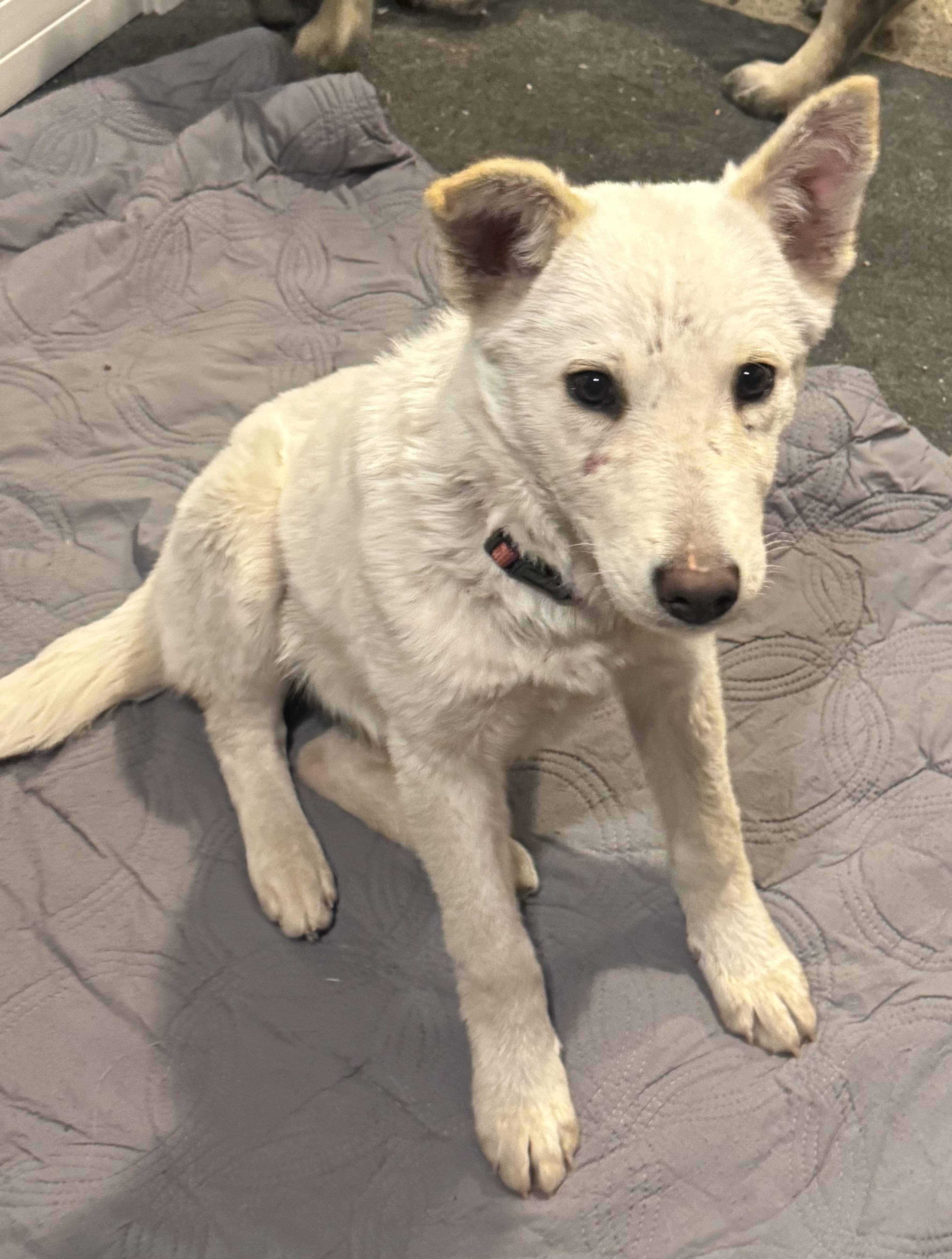 Liberty — thumbnail 2