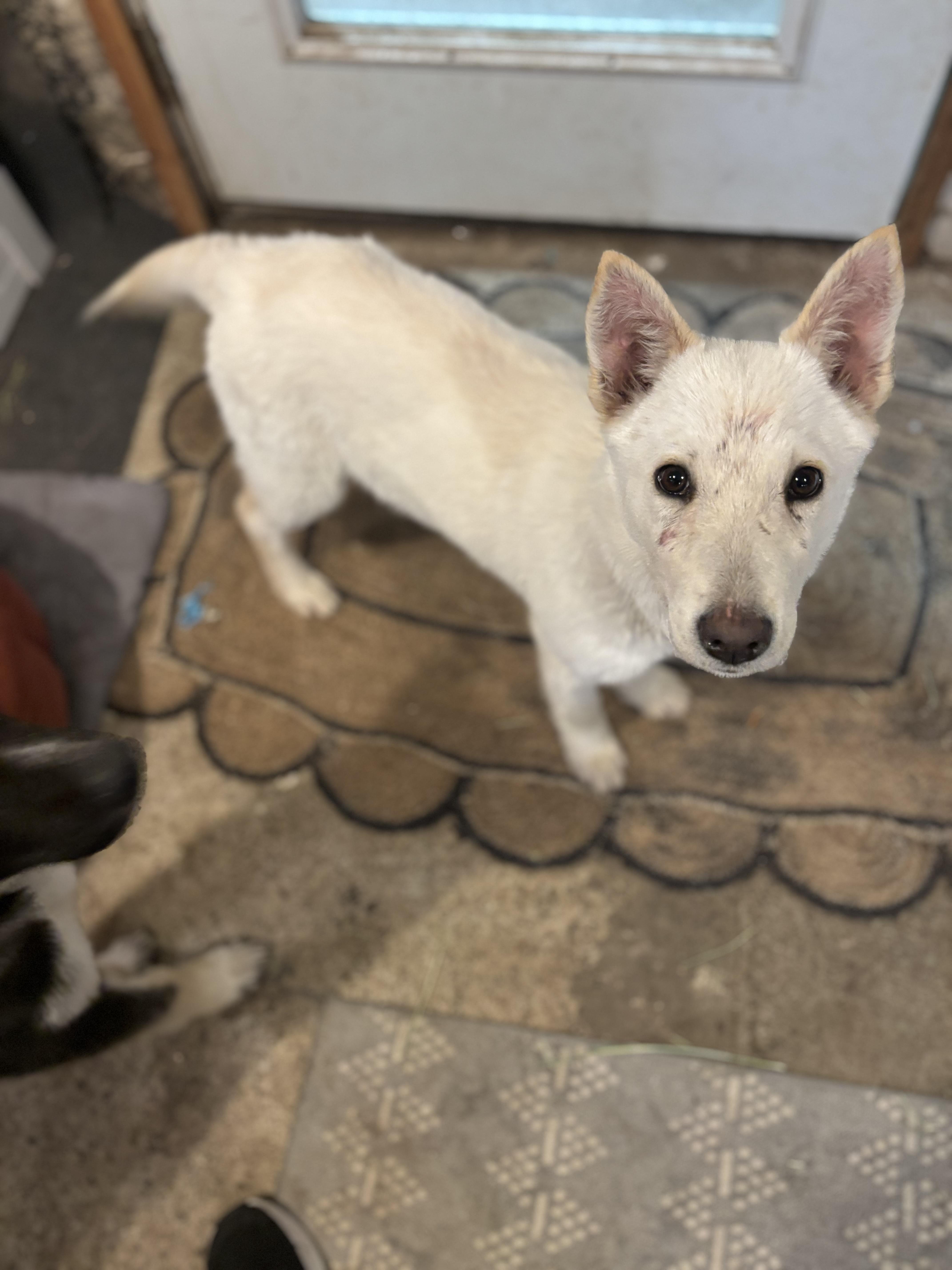 Liberty — thumbnail 3