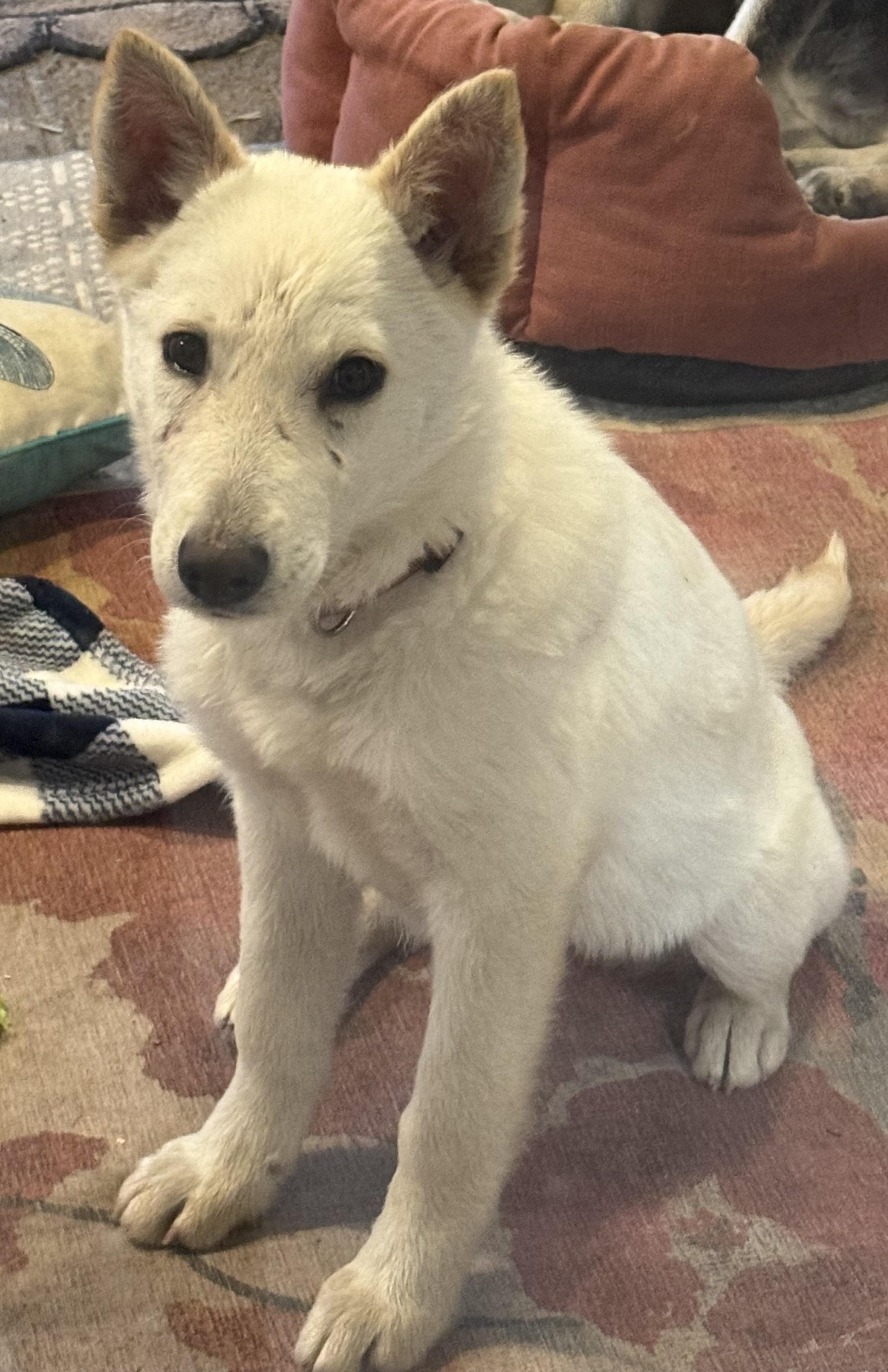 Liberty — thumbnail 4