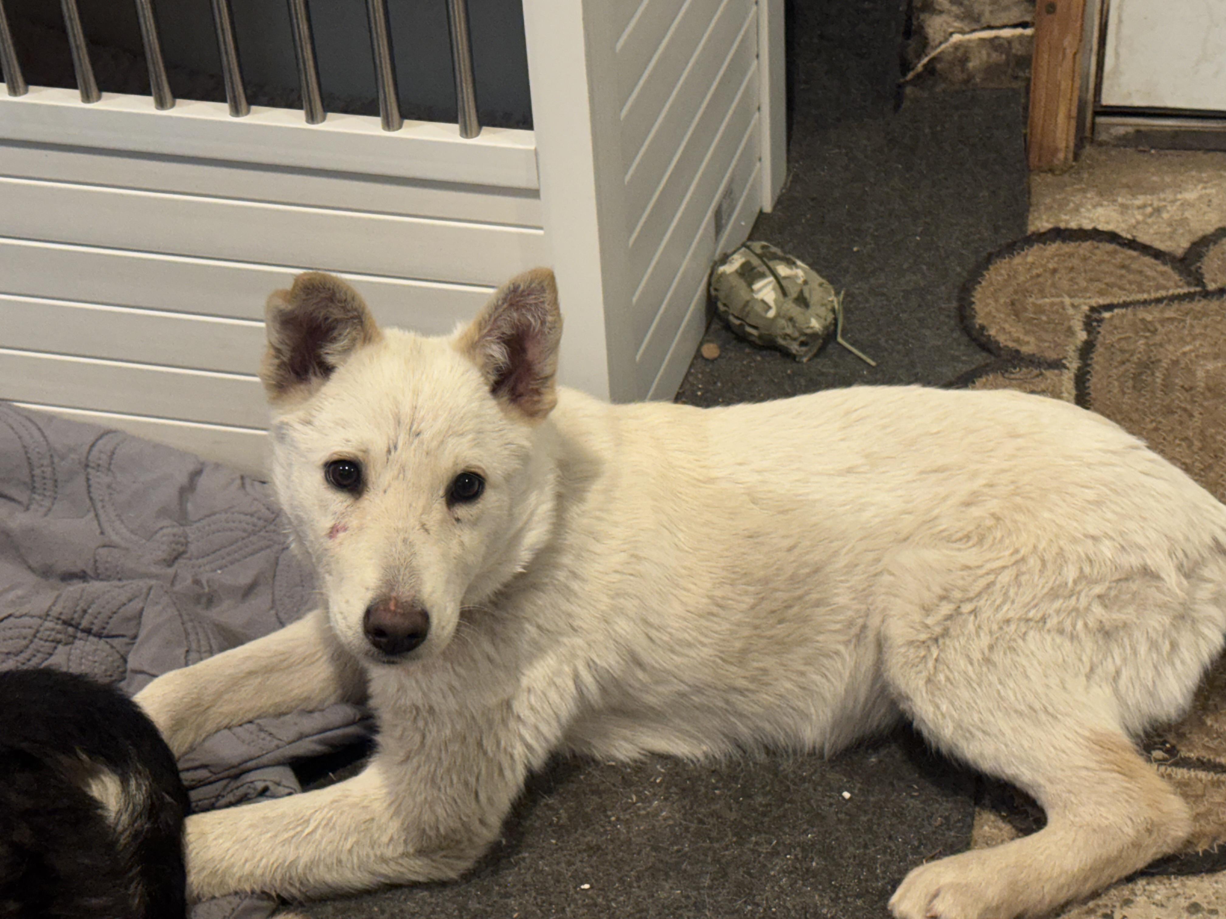 Liberty — thumbnail 5