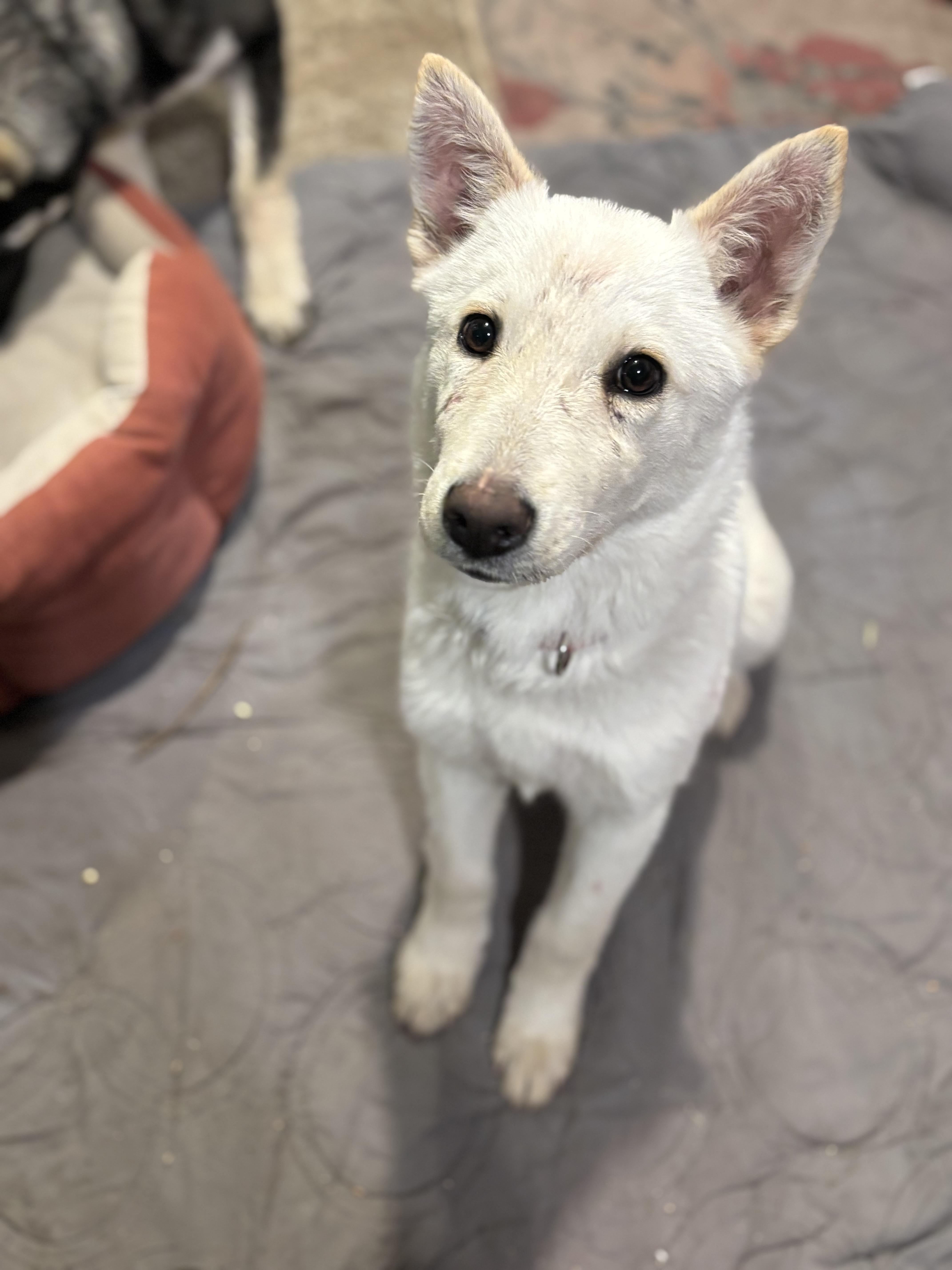 Liberty — thumbnail 6