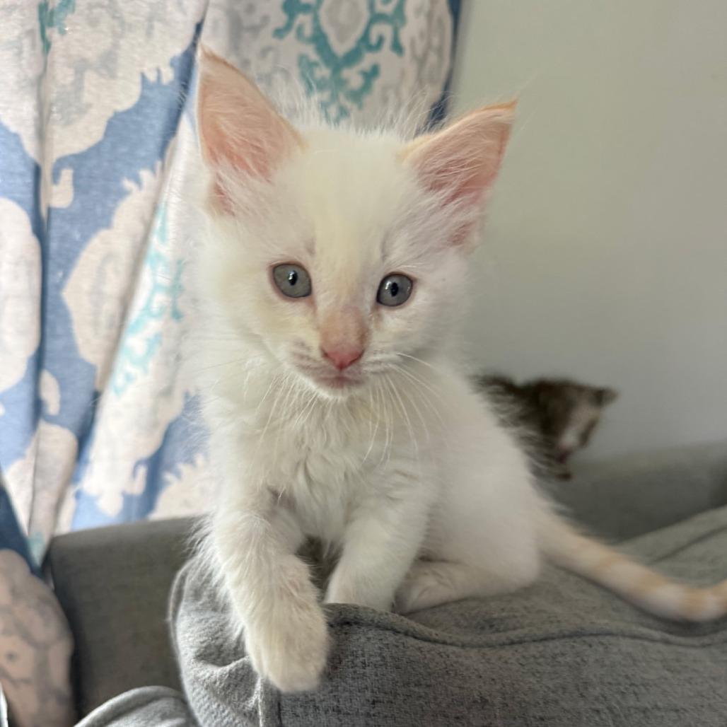 Clover II 26-042, Adoptable, Kitten Male Domestic Short Hair.