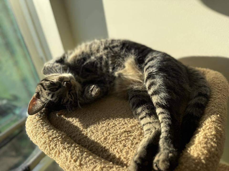 Cabernet, a Adoptable Domestic Short Hair in Dayton, OH image 1/6