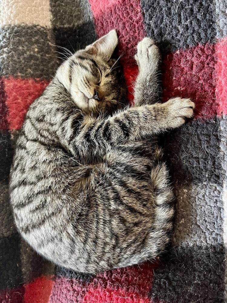 Cabernet, a Adoptable Domestic Short Hair in Dayton, OH image 2/6