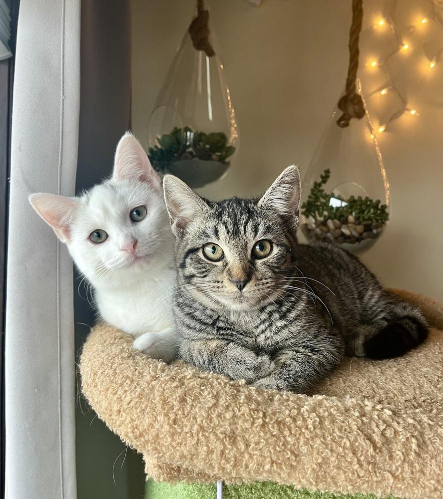 Cabernet, a Adoptable Domestic Short Hair in Dayton, OH image 3/6