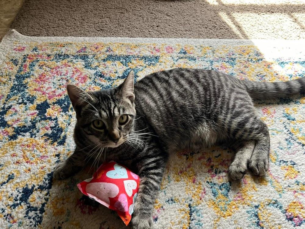 Cabernet, a Adoptable Domestic Short Hair in Dayton, OH image 4/6