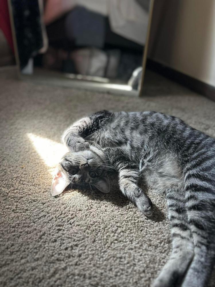 Cabernet, a Adoptable Domestic Short Hair in Dayton, OH image 5/6