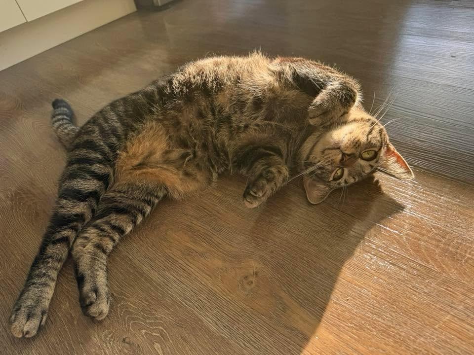 Cabernet, a Adoptable Domestic Short Hair in Dayton, OH image 6/6