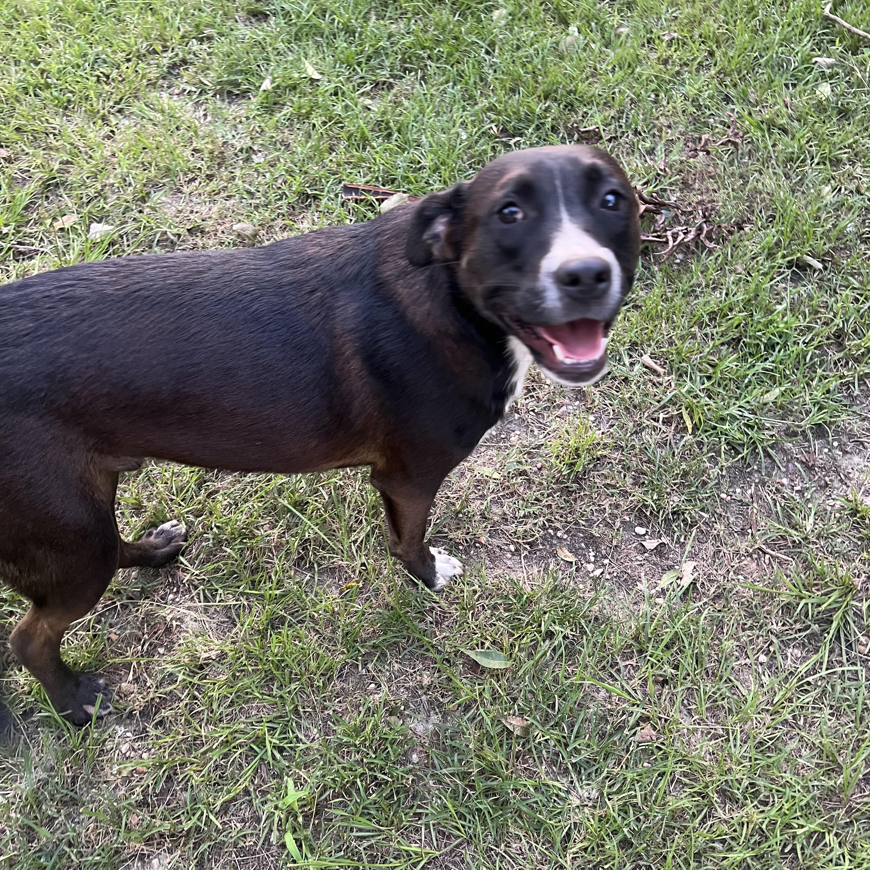 King, a Adoptable mixed breed in Garner, NC image 2/3