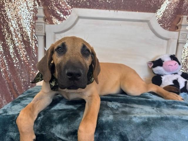 Enlarge GRANOLA, a Adoptable mixed breed in Fairfield, CA image 1/1