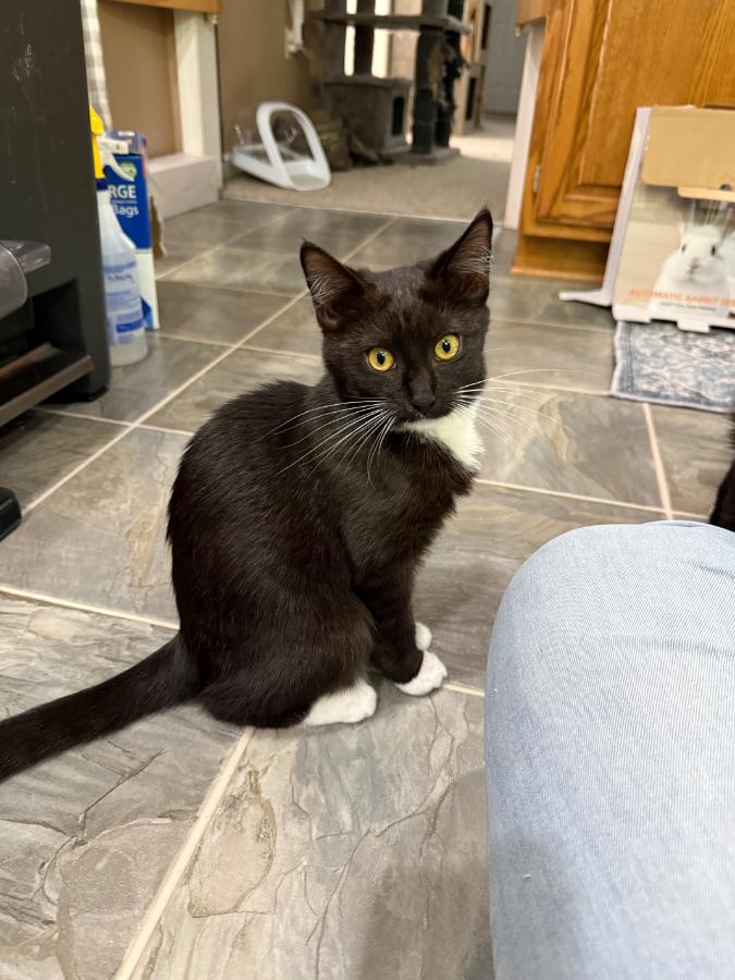 Joanne, Adoptable, Kitten Female Domestic Short Hair.
