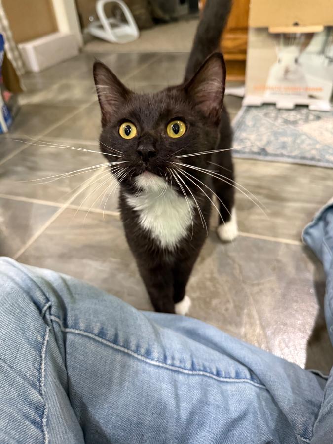 Enlarge Joanne, a Adoptable Domestic Short Hair in Romney, WV image 2/2