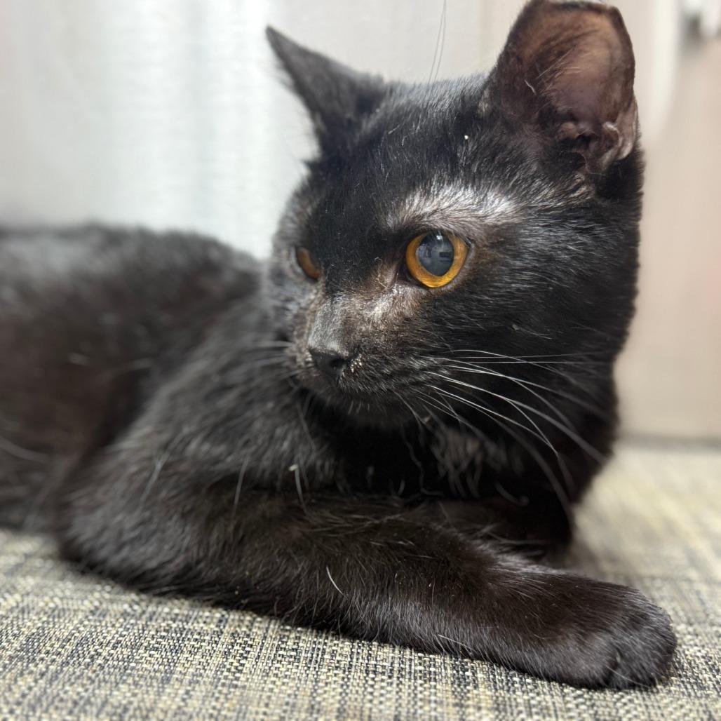 Enlarge Salem, a Adoptable Domestic Short Hair in Lancaster, OH image 1/1