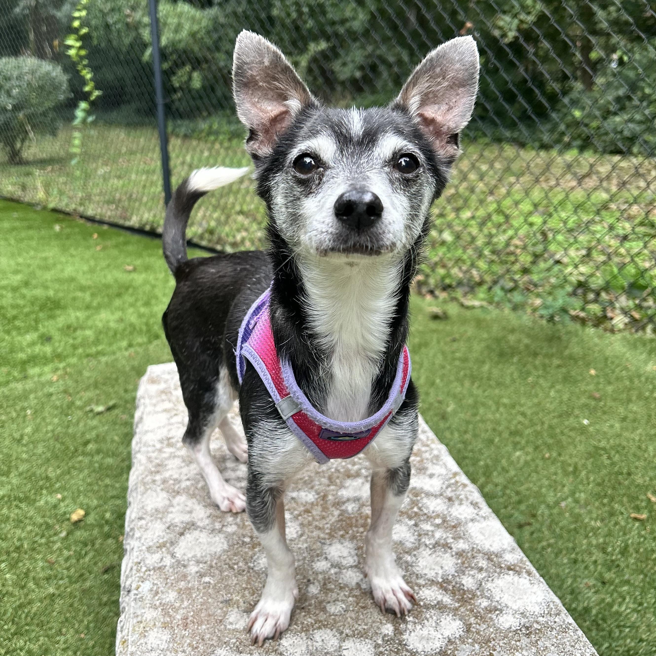 zeus, Adopted, Senior Male Chihuahua.