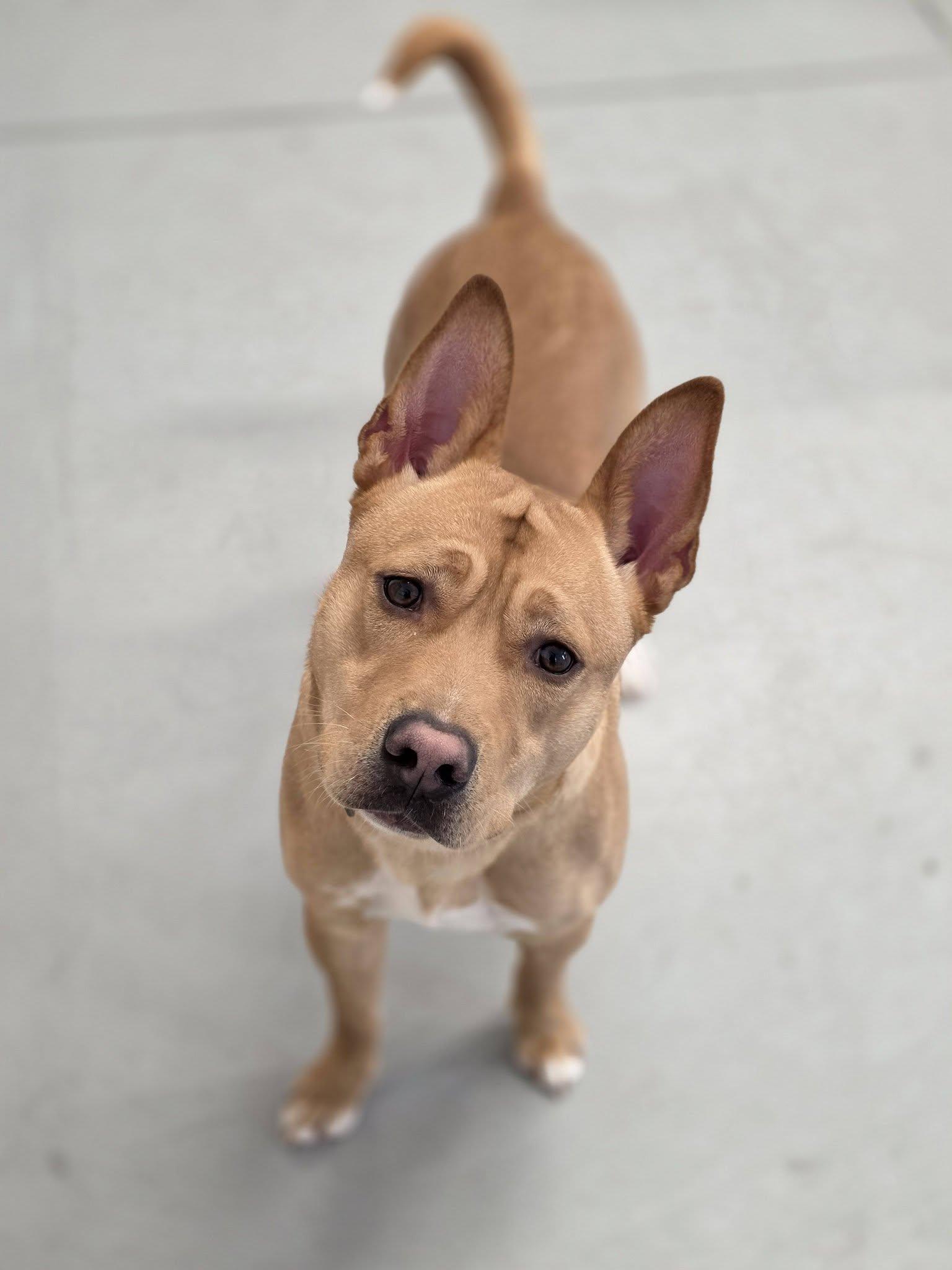 Scrappy Doo, ADOPTABLE, Young Male Pit Bull Terrier & Shepherd.
