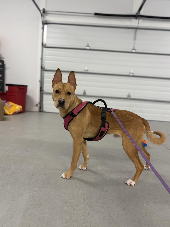 Scrappy Doo thumbnail 3