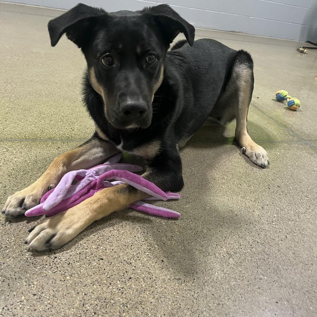 Bailey D9656, Adoptable, Young Female German Shepherd Dog & Labrador Retriever.