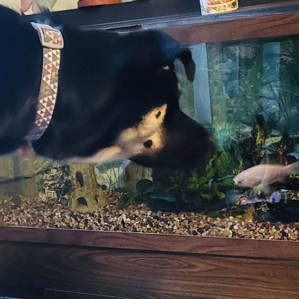 Enlarge Bailey D9656, a Adoptable mixed breed in Princeton, MN image 1/6