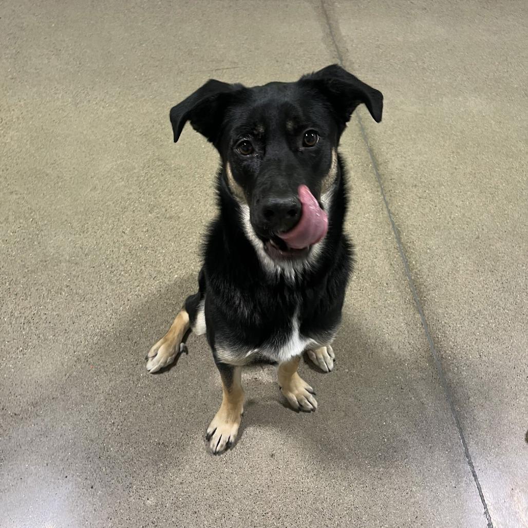 Enlarge Bailey D9656, a Adoptable mixed breed in Princeton, MN image 2/6