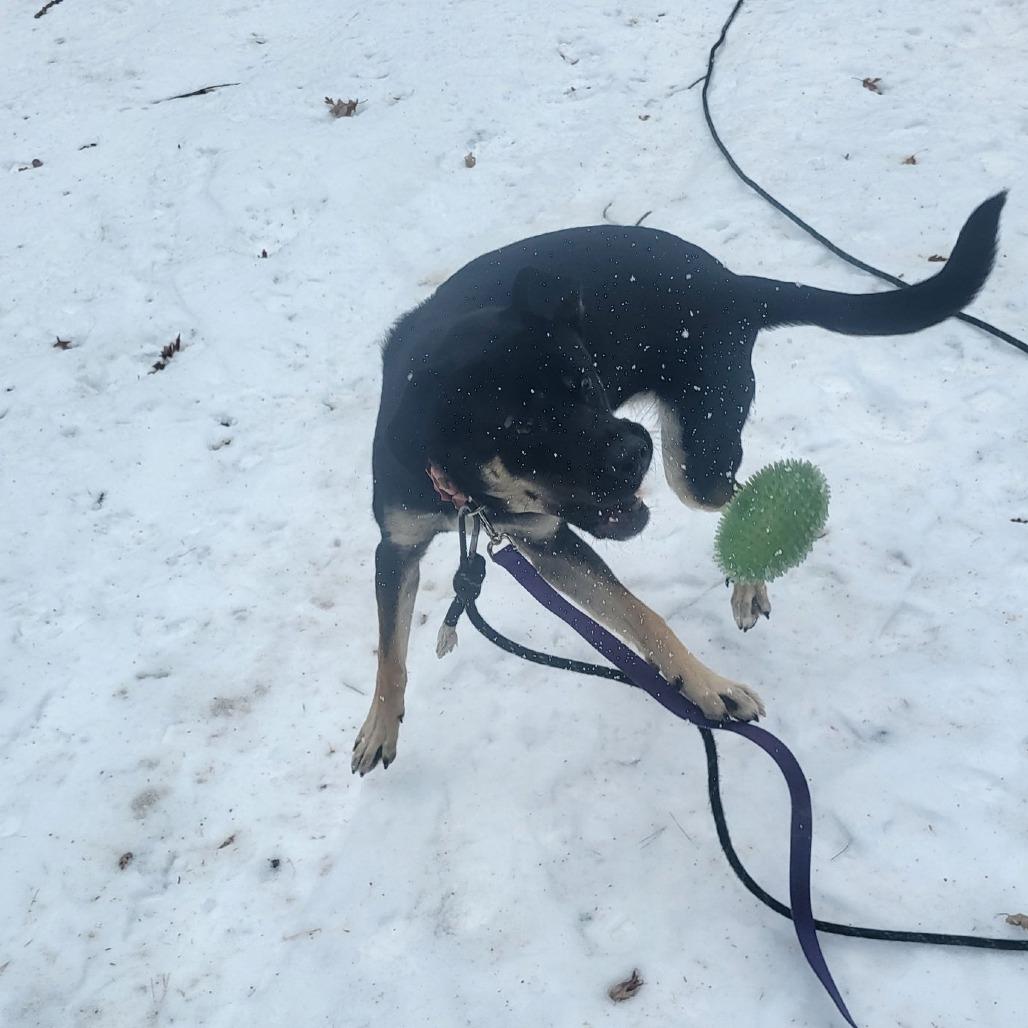Enlarge Bailey D9656, a Adoptable mixed breed in Princeton, MN image 3/6