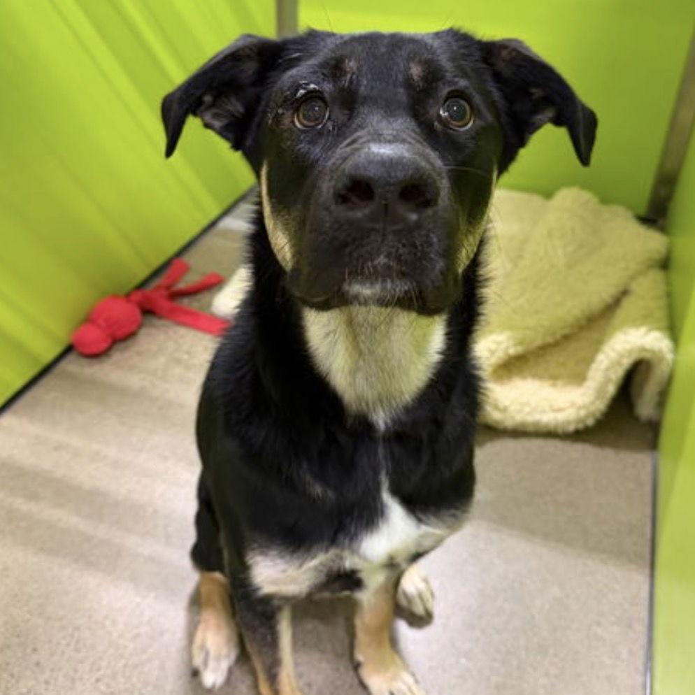 Enlarge Bailey D9656, a Adoptable mixed breed in Princeton, MN image 4/6