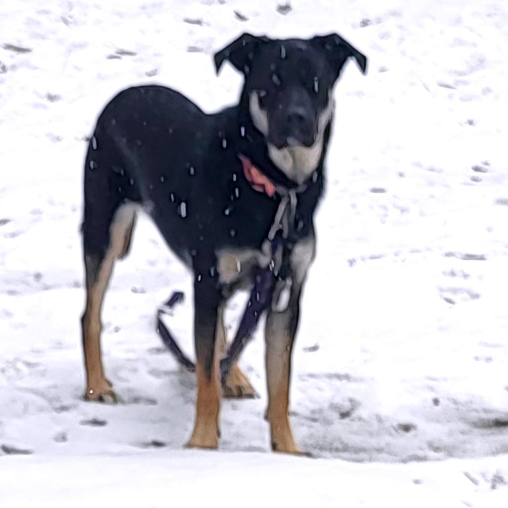 Enlarge Bailey D9656, a Adoptable mixed breed in Princeton, MN image 5/6