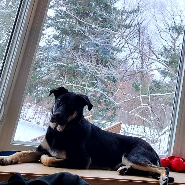 Enlarge Bailey D9656, a Adoptable mixed breed in Princeton, MN image 6/6