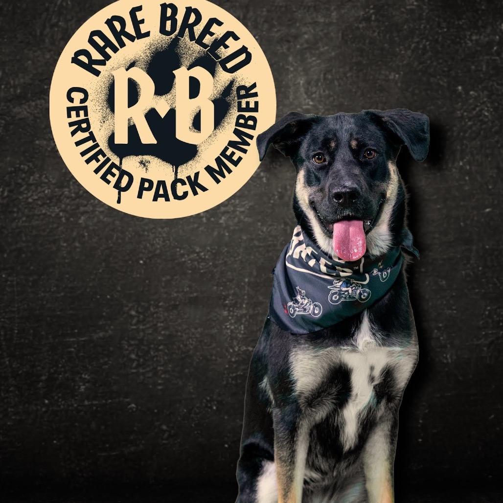 Enlarge Bailey D9656, a Adoptable mixed breed in Princeton, MN image 6/6