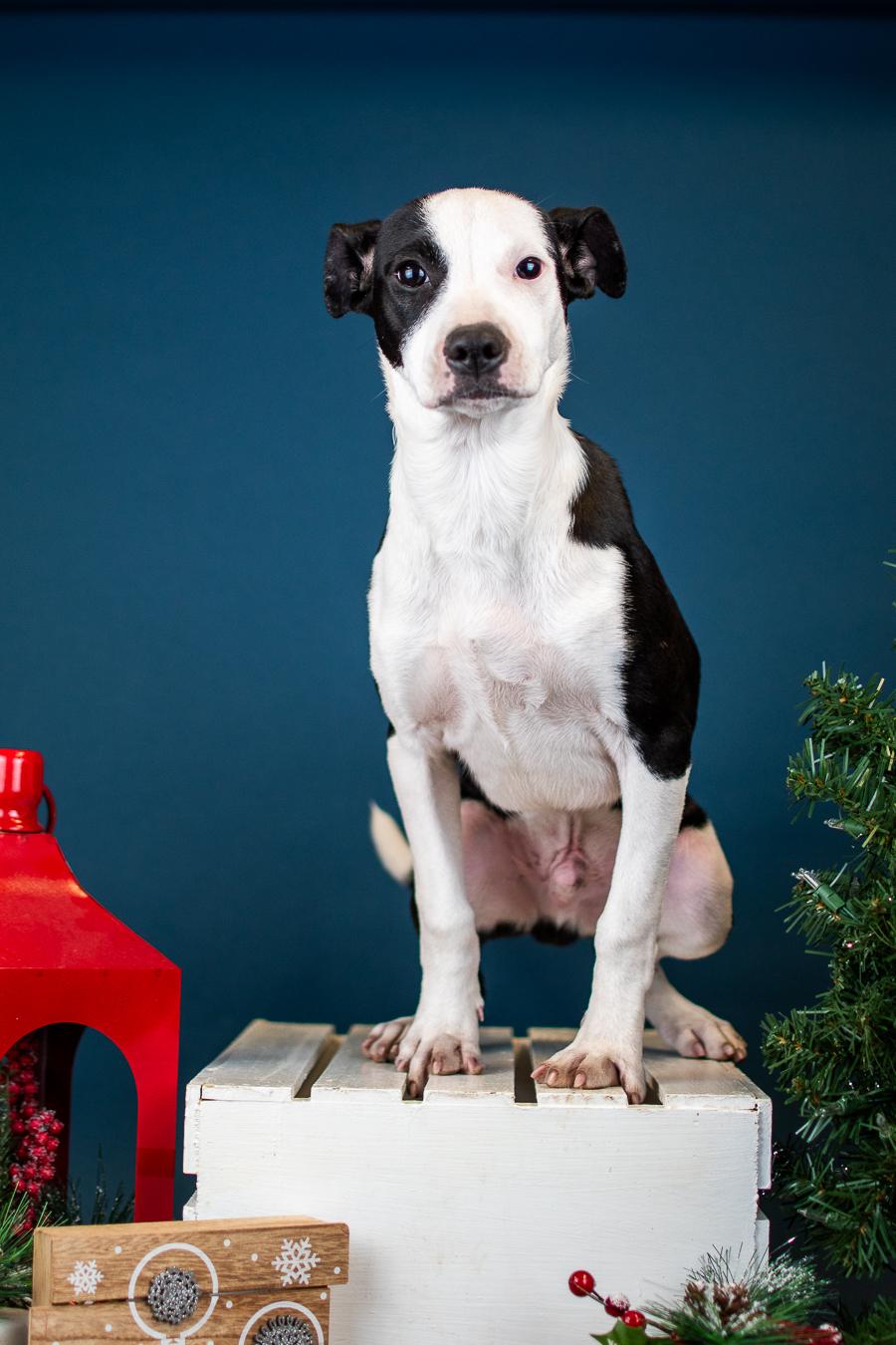 1046-25, ADOPTABLE, Young Male Pit Bull Terrier.